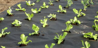 Сферы применения агроволокна