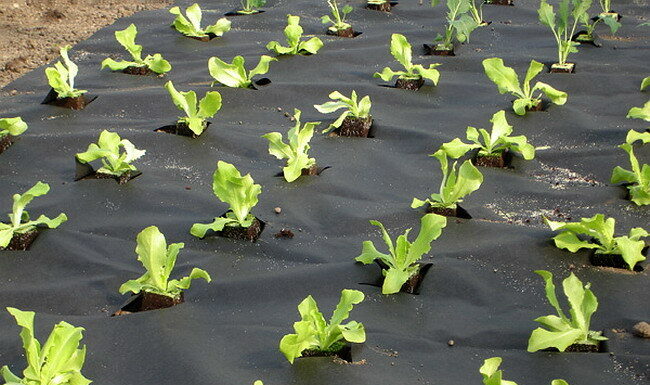 Сферы применения агроволокна