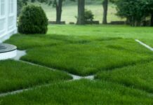 Выбор газонной травы: для парков, для спортивных и футбольных площадок, для засушливых затененных зон, белый клевер