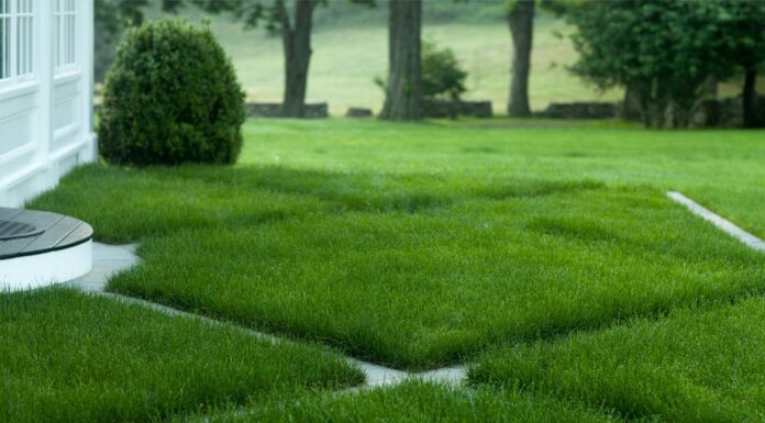 Выбор газонной травы: для парков, для спортивных и футбольных площадок, для засушливых затененных зон, белый клевер