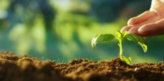 Плюсы использования почвогрунта