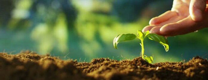 Плюсы использования почвогрунта