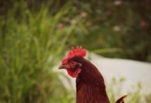 Домики для кур: разновидности, выбор места