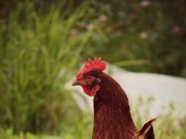 Домики для кур: разновидности, выбор места