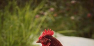 Домики для кур: разновидности, выбор места