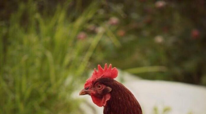 Домики для кур: разновидности, выбор места