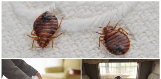 Клопы в квартире: как они попадают в дом и чем опасны?