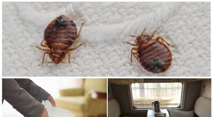 Клопы в квартире: как они попадают в дом и чем опасны?