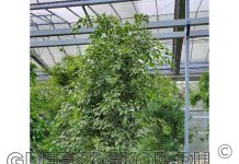 Фикус бенджамина: руководство по покупке и уходу в домашних условиях.