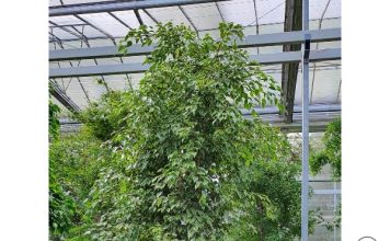 Фикус бенджамина: руководство по покупке и уходу в домашних условиях.