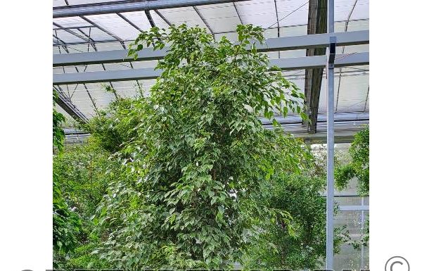 Фикус бенджамина: руководство по покупке и уходу в домашних условиях.