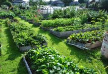 Как выбрать и применять удобрения для сада и огорода?