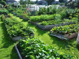 Как выбрать и применять удобрения для сада и огорода?