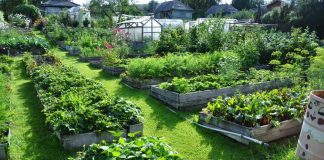 Как выбрать и применять удобрения для сада и огорода?