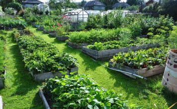 Как выбрать и применять удобрения для сада и огорода?