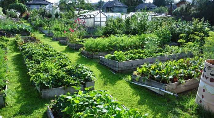 Как выбрать и применять удобрения для сада и огорода?