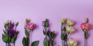 Магия цветов: удивительное свойство эустомы