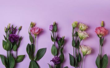 Магия цветов: удивительное свойство эустомы