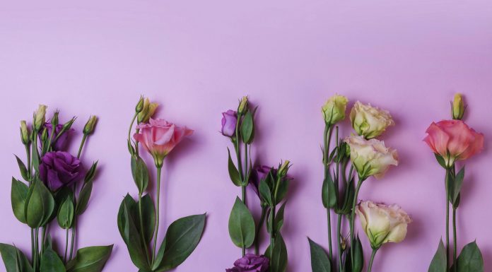 Магия цветов: удивительное свойство эустомы