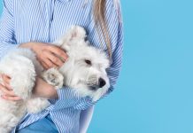 Грумер: как позаботиться о шерсти питомца freepik