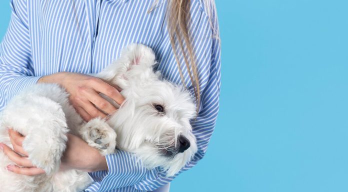 Грумер: как позаботиться о шерсти питомца freepik